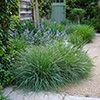Graminées Sesleria caerulea